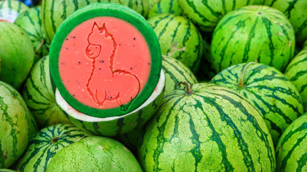 Melone - die Sommerliche
